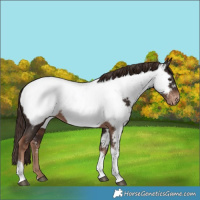 Horse Color:Liver Chestnut Tobiano Appaloosa 