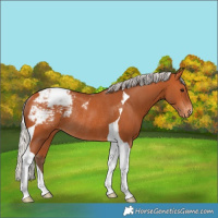 Horse Color:Silver Bay Tobiano Snowcap Rabicano 
