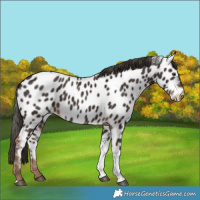 Horse Color:Liver Chestnut Tobiano Near Leopard 
