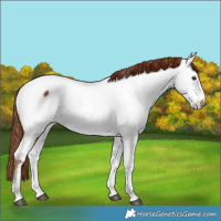 Horse Color:Chestnut Tobiano Fewspot