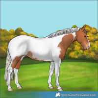 Horse Color:Silver Bay Tobiano Snowcap Rabicano 