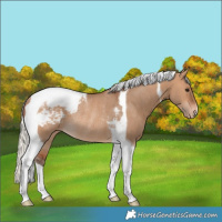 Horse Color:Silver Bay Dun Tobiano Appaloosa Rabicano 