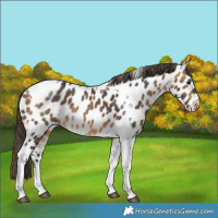 Horse Color:Buckskin Tobiano Near Leopard 