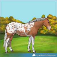 Horse Color:Silver Bay Tobiano Appaloosa Rabicano 