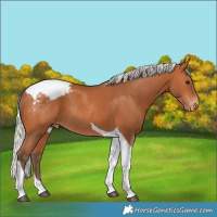 Horse Color:Silver Bay Tobiano Snowcap Rabicano 