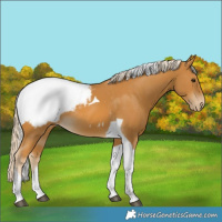 Horse Color:Palomino Tobiano Snowcap 