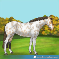 Horse Color:Buckskin Roan Tobiano Near Leopard 