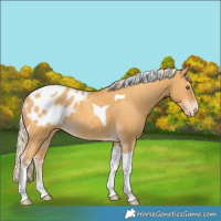 Horse Color:Gold Cream Champagne Tobiano Appaloosa 
