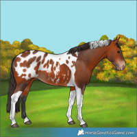 Horse Color:Bay Tobiano Blanket 