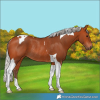 Horse Color:Silver Bay Tobiano Rabicano 