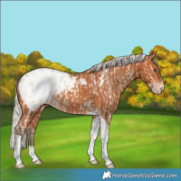 Horse Color:Silver Amber Champagne Dun Tobiano Appaloosa Rabicano  and Silver Bay Tobiano Appaloosa Rabicano 