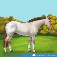 Horse Color:Red Dun Roan Tobiano Appaloosa 