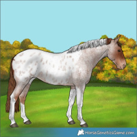 Horse Color:Red Roan Tobiano Appaloosa 