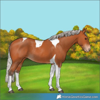 Horse Color:Silver Bay Tobiano Appaloosa Rabicano 