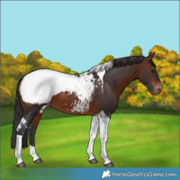 Horse Color:Brown Tobiano Appaloosa 