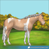 Horse Color:Silver Amber Champagne Tobiano Rabicano 