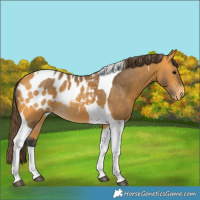 Horse Color:Buckskin Tobiano Appaloosa 
