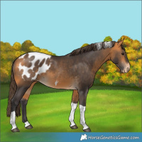 Horse Color:Buckskin Tobiano Appaloosa 