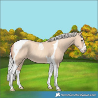 Horse Color:Silver Amber Champagne Dun Splash Tobiano Rabicano 