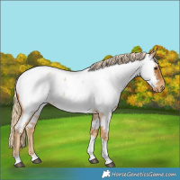 Horse Color:Palomino Roan Tobiano Near Fewspot 