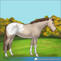 Horse Color:Amber Champagne Dun Tobiano Appaloosa Rabicano 