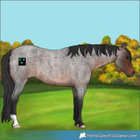 Horse Color:Brown Roan