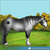 Horse Color:Gray Black