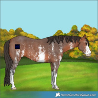 Horse Color:Bay Sabino 