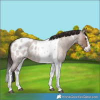 Horse Color:Liver Red Dun Roan Splash Tobiano Blanket Rabicano