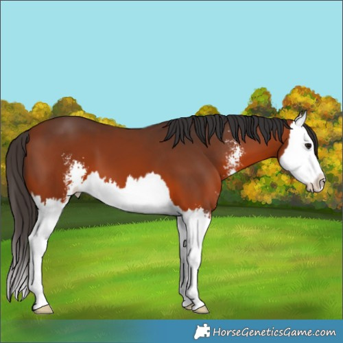 Horse Color:Bay Sabino Splash 