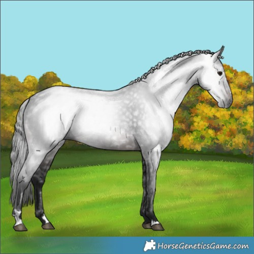 Horse Color:Gray Brown 
