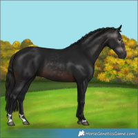 Horse Color:Gray Brown 