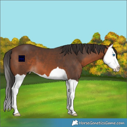 Horse Color:Brown Splash 