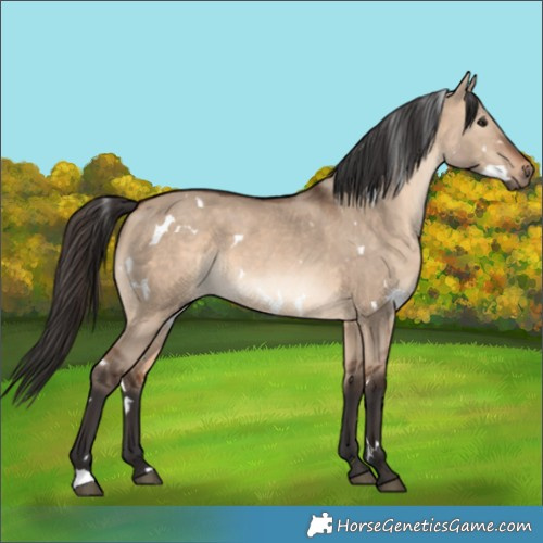 Horse Color:White Spotted Brown Dun 