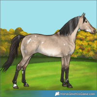 Horse Color:White Spotted Brown Dun 