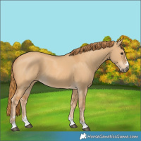 Horse Color:Red Dun 