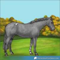Horse Color:Black Appaloosa 