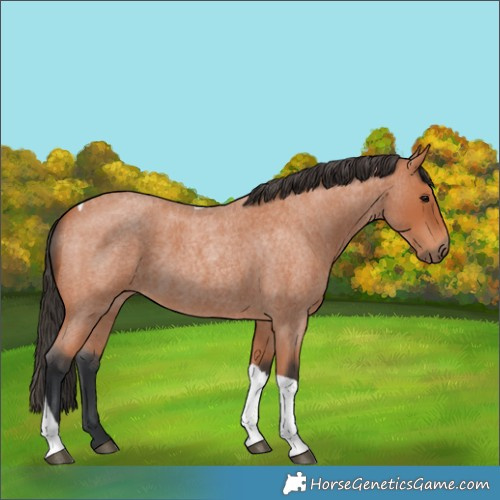 Horse Color:Bay Roan Tobiano 