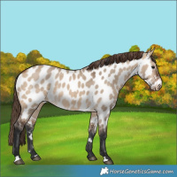 Horse Color:Bay Dun Appaloosa 