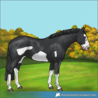 Horse Color:Black Splash Frame 