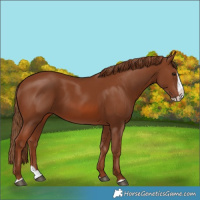 Horse Color:Chestnut Splash 