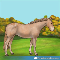 Horse Color:Chestnut Appaloosa 