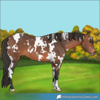 Horse Color:White Spotted Bay 