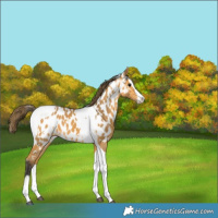 Horse Color:White Spotted Buckskin Splash Tobiano Appaloosa 