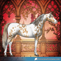 Horse Color:White Spotted Buckskin Splash Tobiano Appaloosa 