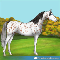 Horse Color:Bay Splash Appaloosa