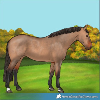 Horse Color:Bay Dun 