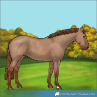 Horse Color:Red Dun
