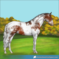 Horse Color:White Spotted Silver Brown Tobiano 