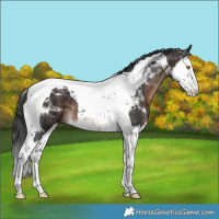 Horse Color:Brown Splash Tobiano 